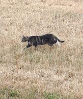 Katze entlaufen vermisst Sachsen - Strehla Vorschau