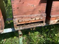 Bienenvölker, Standort 82343 Maising Bayern - Pöcking Vorschau