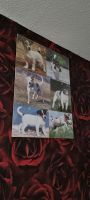 Jack Russell Terrier Bilder Sachsen-Anhalt - Ilsenburg (Harz) Vorschau