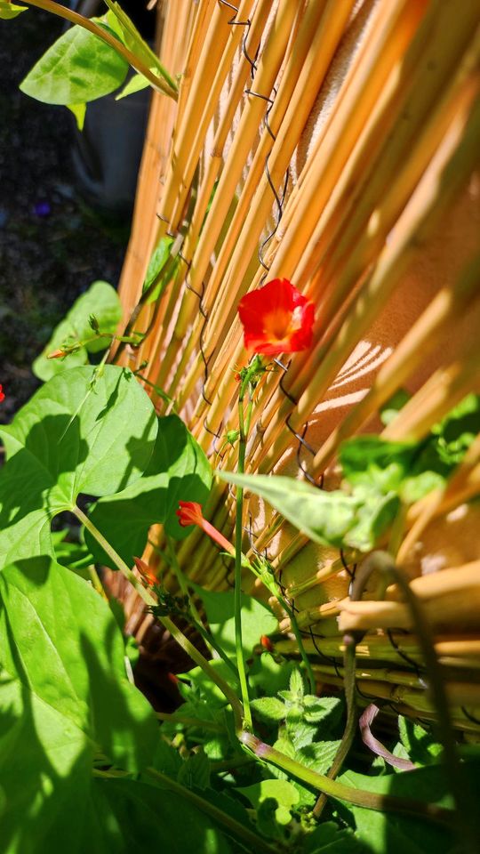 Prunkwinde 100 Samen Trichterwinde orange zarte Blüten in Dürrhennersdorf