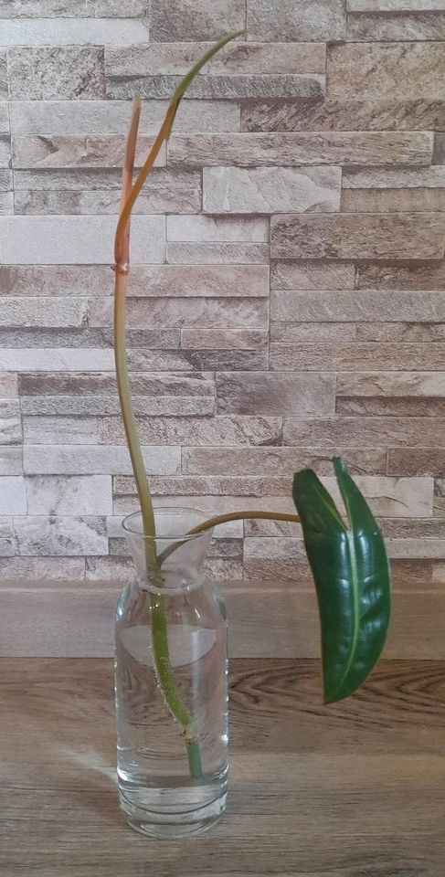 Philodendron Billietiae Kopfableger Steckling in Traitsching