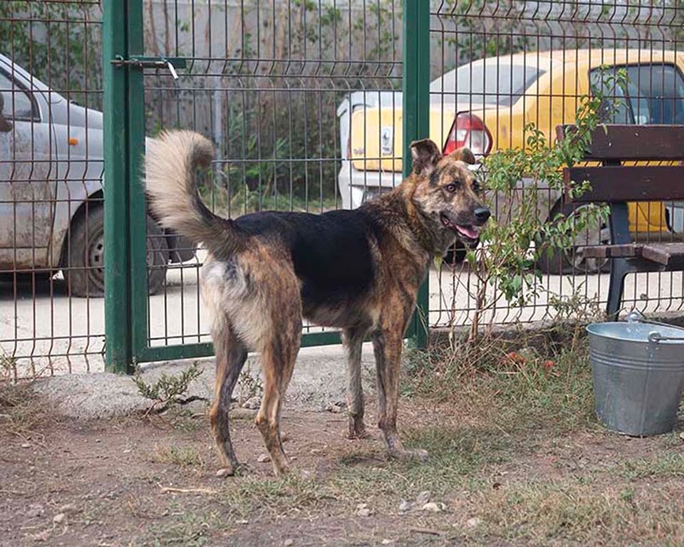 Schäferhund Mischling Gellu: sucht sein Zuhause zum Glücklichsein in Kenzingen