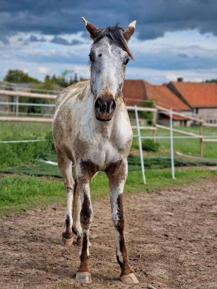 Appaloosa 3 Jährig Wallach roh westernpferd in Nieheim