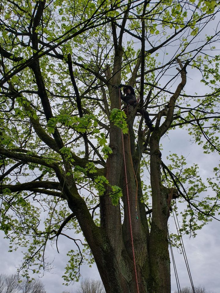 Baumfällung, Baumpflege, Sturmschaden, Kronenschnitt, Baum fällen in Euskirchen