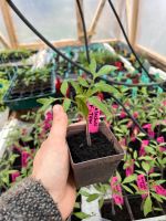 Tomatenpflanzen Raritäten und bunte Sorten Mecklenburg-Vorpommern - Hohenbrünzow Vorschau