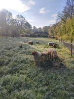 Schafe. Coburger Fuchs und Mix Sachsen - Neusalza-Spremberg Vorschau