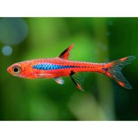 Rasbora Briggitae Hessen - Fulda Vorschau