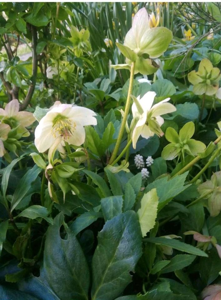 Schöne Christrosen in Groß Twülpstedt