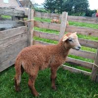 Braunes Haarschaf, Fam. Muttertier mit Bocklamm und Aue Nordrhein-Westfalen - Reken Vorschau