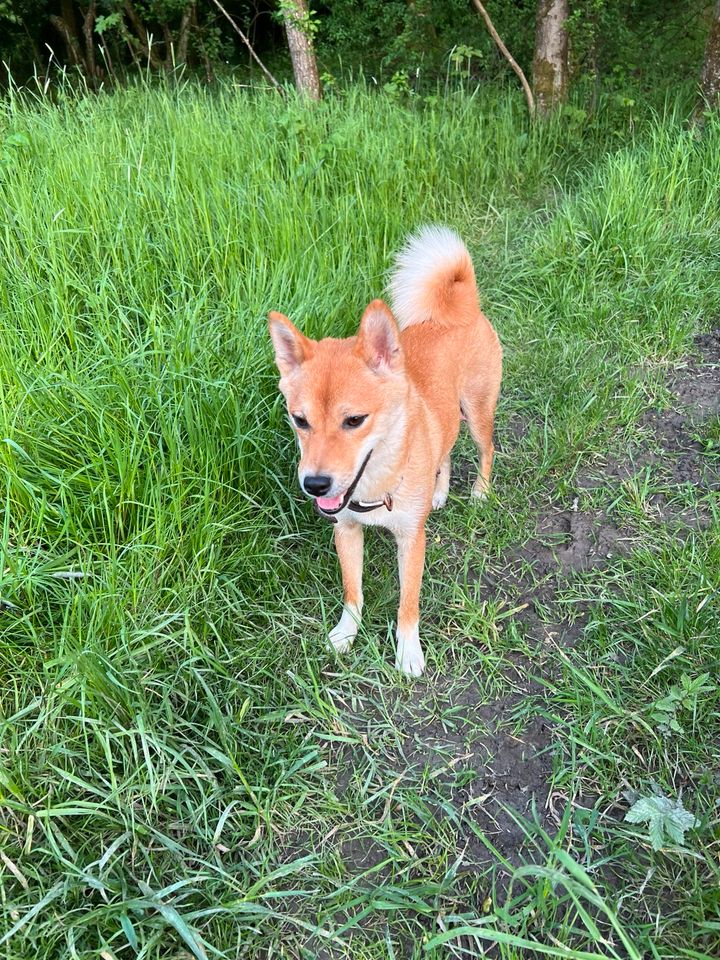 Shiba Inu Reinrassig in Wiehl