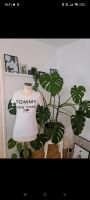 Tommy Hilfiger T Shirt XS Brandenburg - Hennigsdorf Vorschau