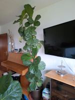 Ficus Lyrata Nordrhein-Westfalen - Troisdorf Vorschau