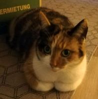 Unsere Katze wird vermisst Brandenburg - Bernau Vorschau