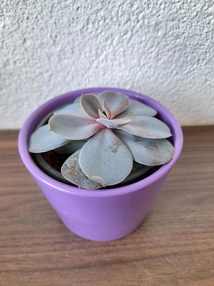 Echeveria lilacina in Steinheim