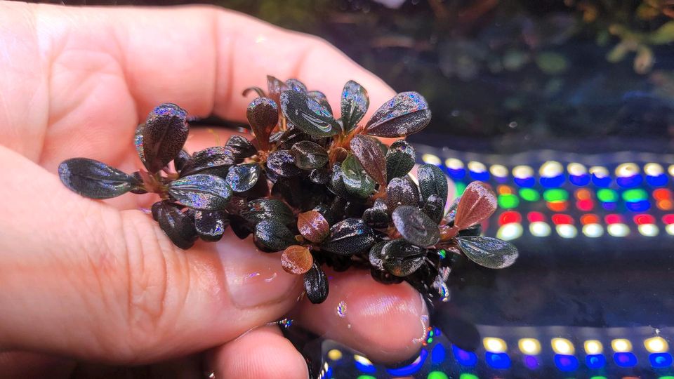 Bucephalandra Brownie Jade 2013 Clump in Braunschweig