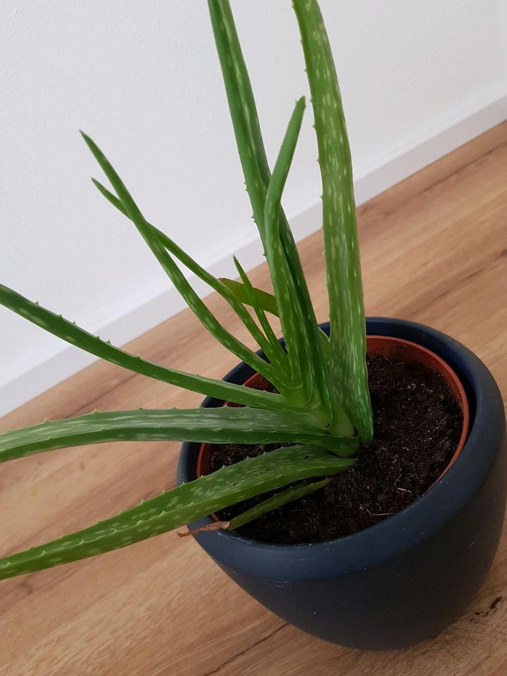 Aloe Vera Pflanze in Neustetten