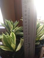 Sansevieria trifaciata Mini (Bogenhanf),selten, aus eigener Zucht Baden-Württemberg - Hohberg Vorschau