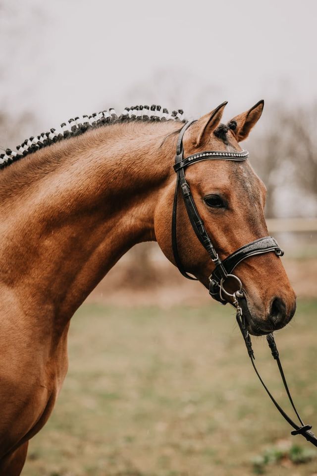 Gekörter Reitpony Hengst in Meinersen