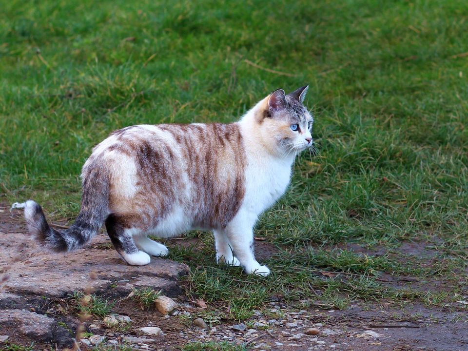 TIERSCHUTZ Katze Sabina freut sich darauf euch kennenzulernen in Köln