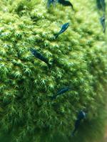 Neocaridina Garnelen Tiger, Blue Sapphire und Blue Dream 12 Stk Baden-Württemberg - Ammerbuch Vorschau