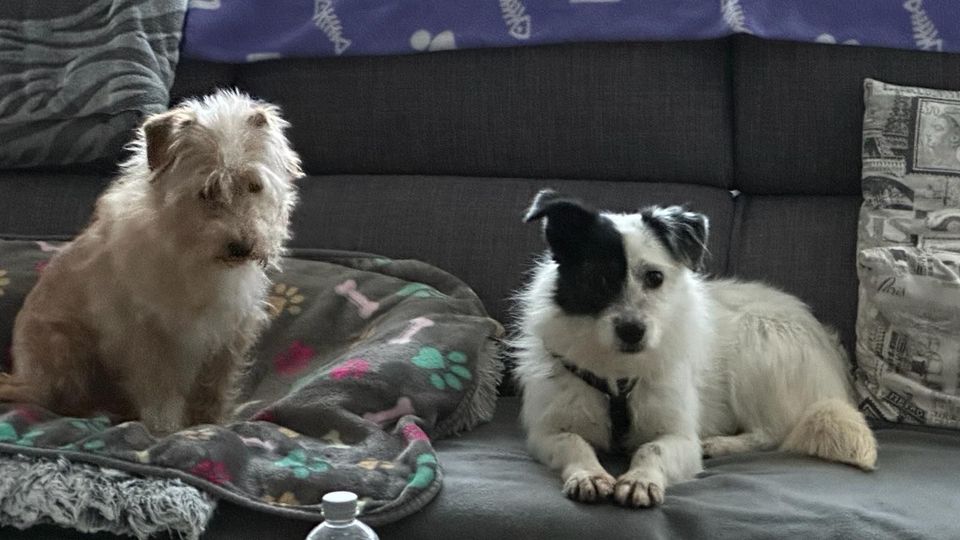 Die kleine zurückhaltende Hündin Struppi sucht ein Zuhause! in Aachen