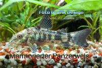 Panzerwelse „Corydoras paleatus“ - Marmorpanzerwelse Rostock - Lütten Klein Vorschau