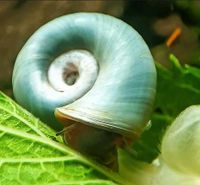 Posthornschnecke Blau/Rosa/Braun Rot Nordrhein-Westfalen - Kreuzau Vorschau