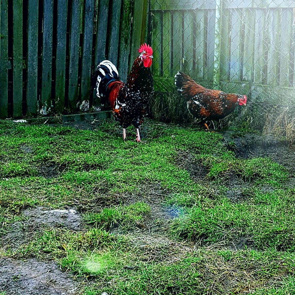 Bruteier Reinrassige Schwedische Blumenhühner hatching eggs in Sendenhorst