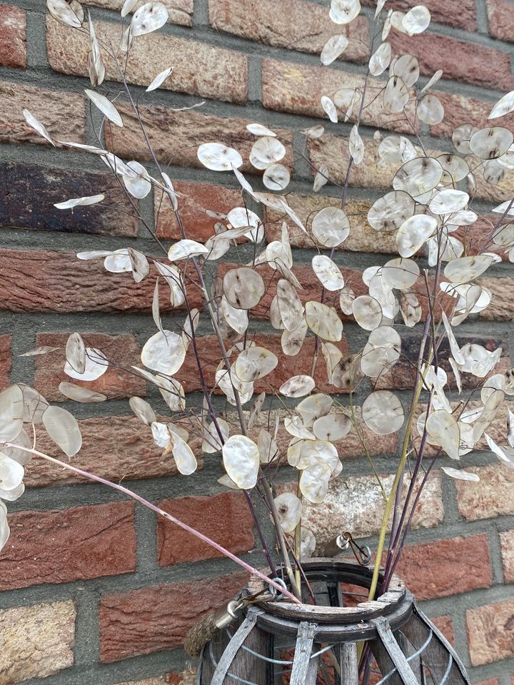 Trockenblumen Silberlinge Silberblatt Deko Blumenstrauß Hochzeit in Herzogenrath