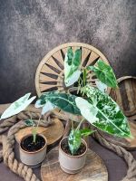 Alocasia Frydek Variegata Dresden - Pieschen Vorschau