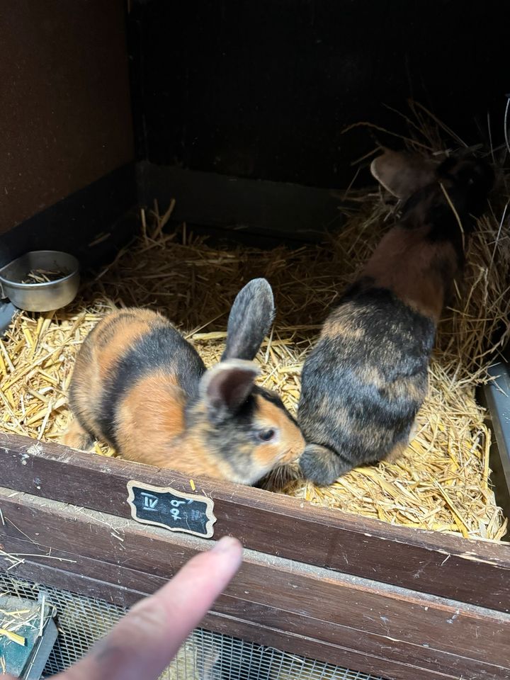 2 Japaner Kaninchen in Neubukow