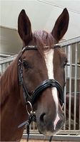 Ivy horsefashion Trense in der Größe WB Kr. Dachau - Markt Indersdorf Vorschau