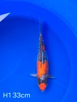 Koi Maruten D-Goshiki 33cm H1-36 Nordrhein-Westfalen - Wadersloh Vorschau