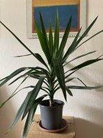 Dekorative Yucca-Palme Ludwigsvorstadt-Isarvorstadt - Isarvorstadt Vorschau