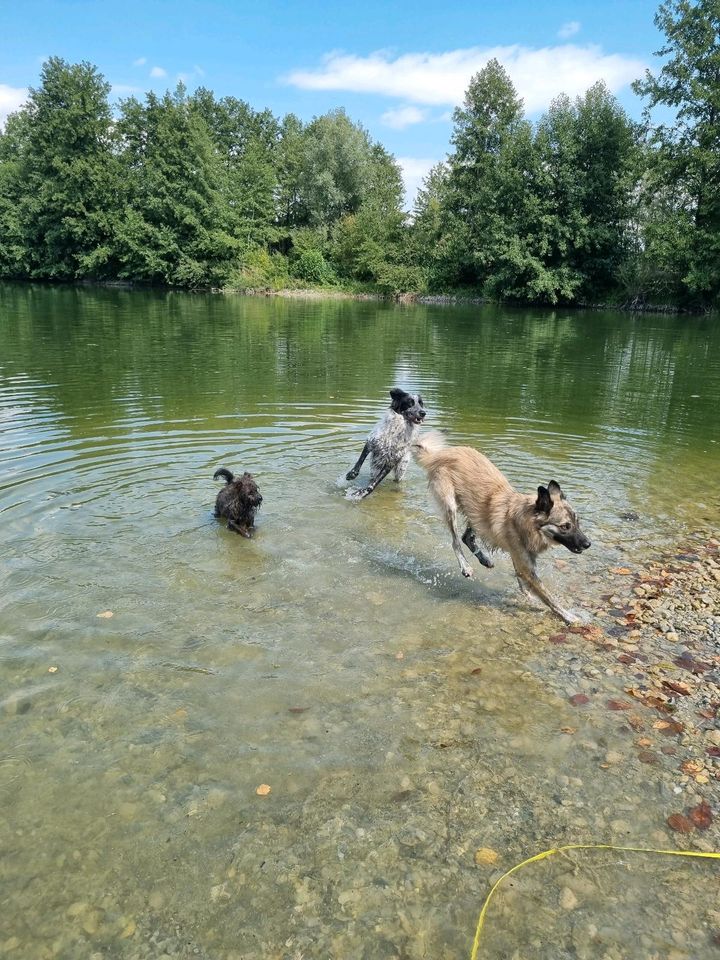 Balu der Sanfte sucht sein Zuhause in Neuburg a.d. Donau