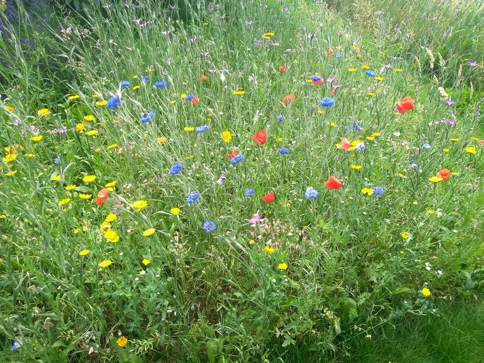 Freizeitgrundstück Gartengrundstück Garten in Neukirchen-Vluyn