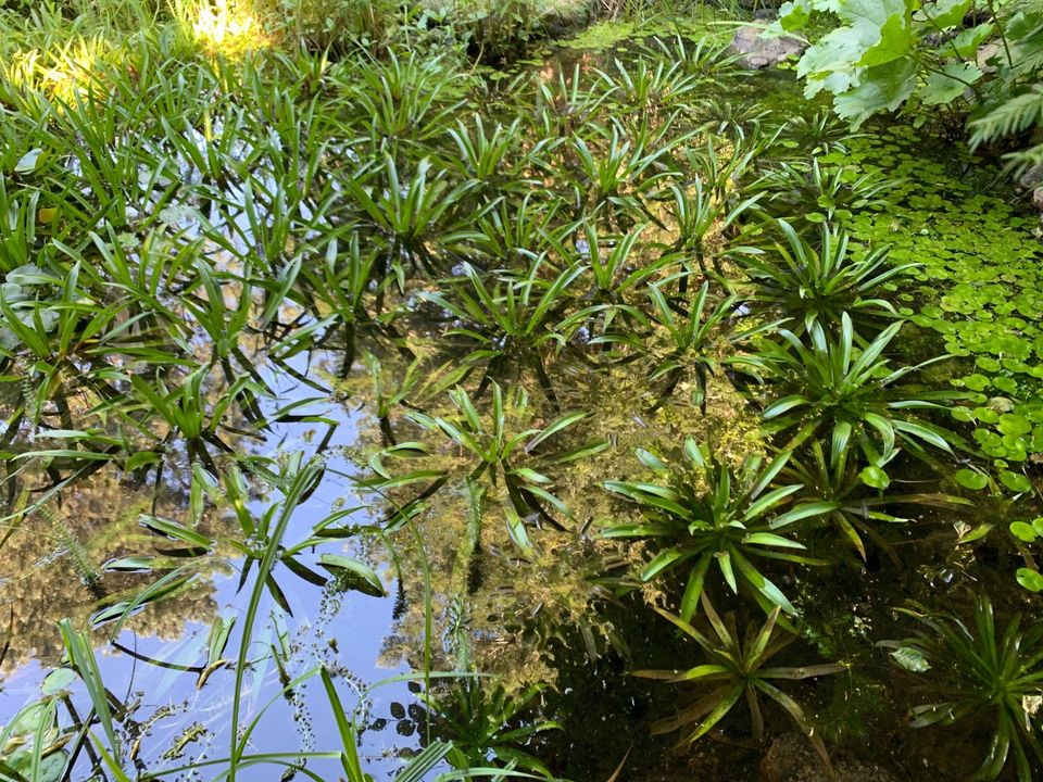 Wasserpflanzen, Teichpflanzen Krebsschere Wasserfeder in Kiel