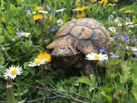 Schildkröte schmerzlich vermisst Niedersachsen - Göttingen Vorschau