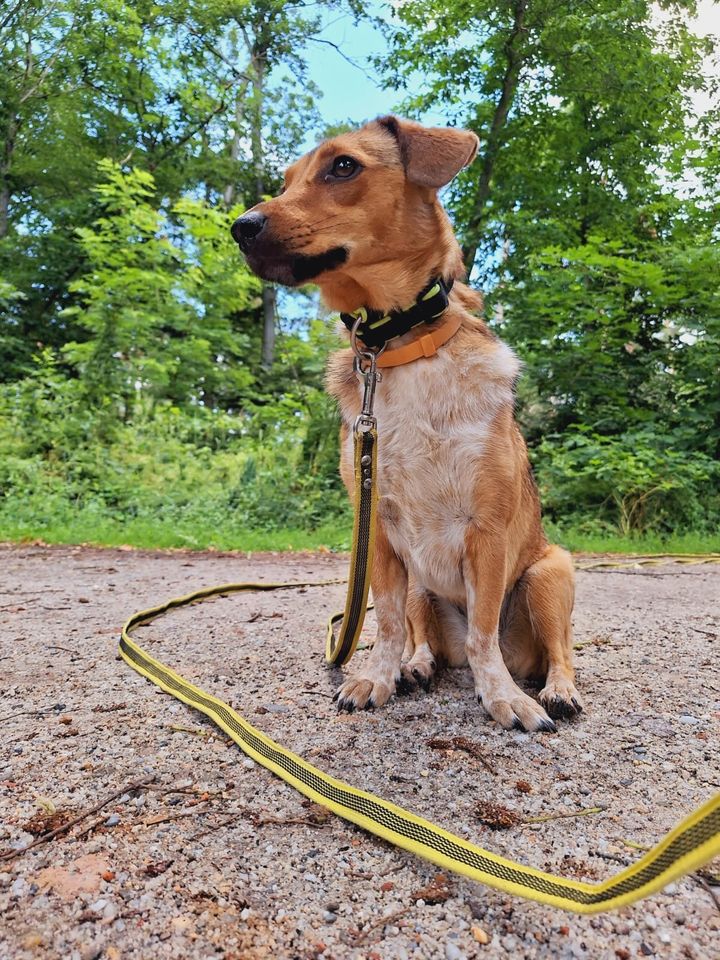 Mina sucht ruhiges Umfeld mit Ersthund in Senftenberg