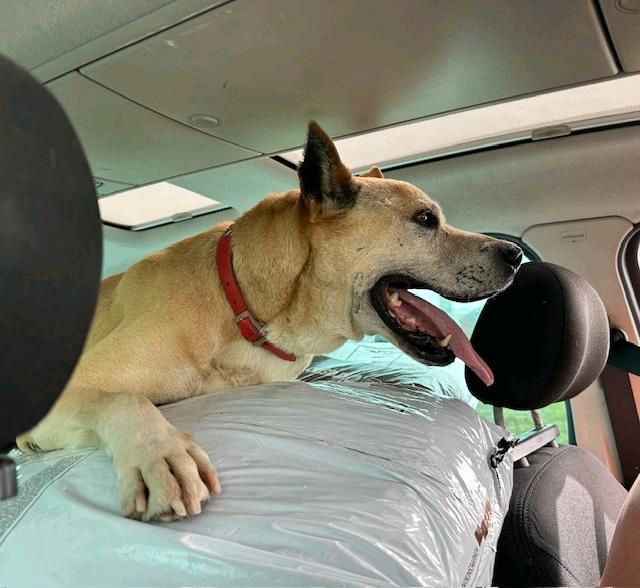 GUADIARO Labrador Boxer Mischling Tierschutz Hund Rüde in Bannewitz