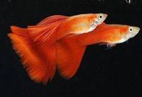 Guppy Moskau rot "Full Red" Top Tiere leuchtend rot 3€ Thüringen - Wutha-Farnroda Vorschau