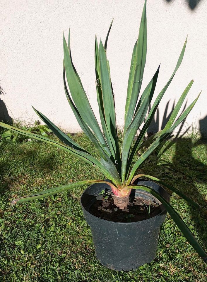 Palmlilie Yucca-Filamentosa winterhart blühfähige in Erfurt