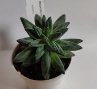 Ableger von Pachyphytum compactum Little Jewel - Sukkulente Dresden - Hellerau Vorschau