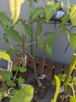 Tomatenpflanze Sweet Marmande - Französiche Sorte Mitte - Wedding Vorschau