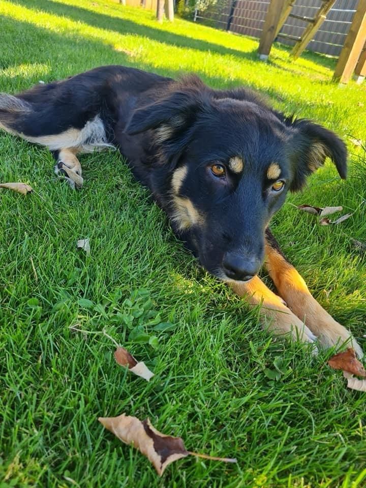 Hütehundliebhaber aufgepasst, hier kommt die hübsche Sue! in Bad Salzuflen