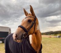 Reitbeteiligung / Pflegebeteiligung (Pferd sucht Mensch) Sachsen - Pausa/Vogtland Vorschau