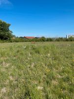 Asthmatiker Platz Offenstall Koppel Weideplatz Allergiker Schleswig-Holstein - Glücksburg Vorschau