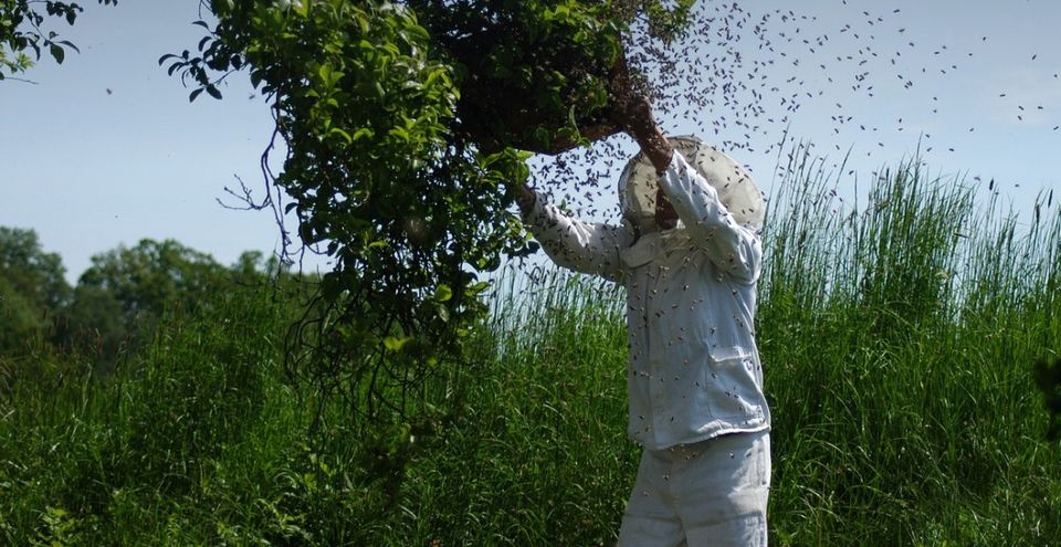 Bienenschwarm in Geislingen