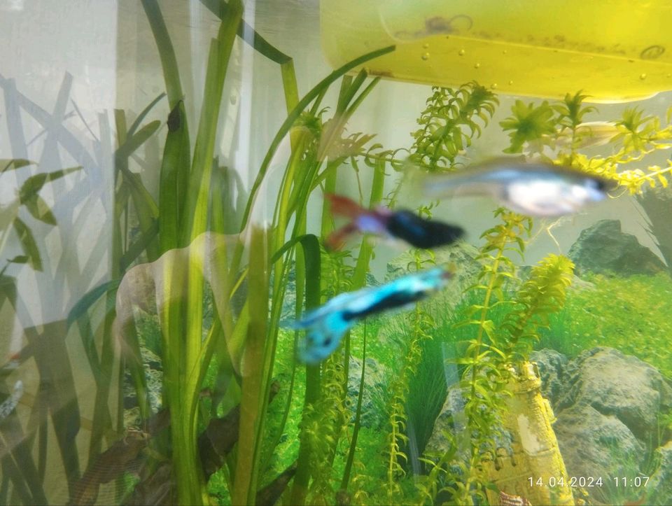 Hochzucht Guppy in Hille