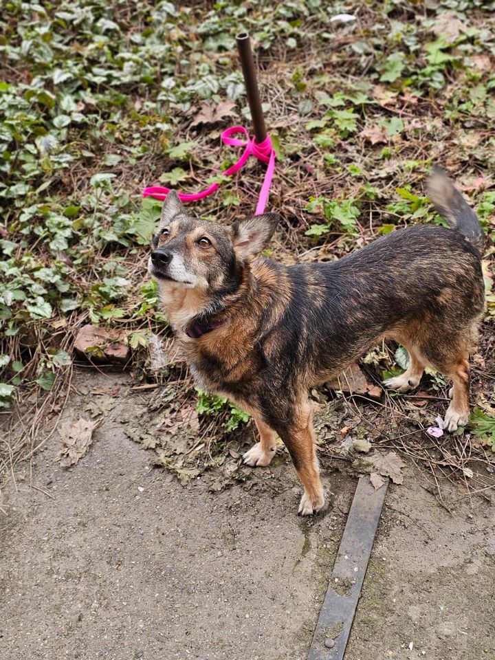 Tierschutz - Eva Hündin sucht ein neues Zuhause! in Frankfurt am Main